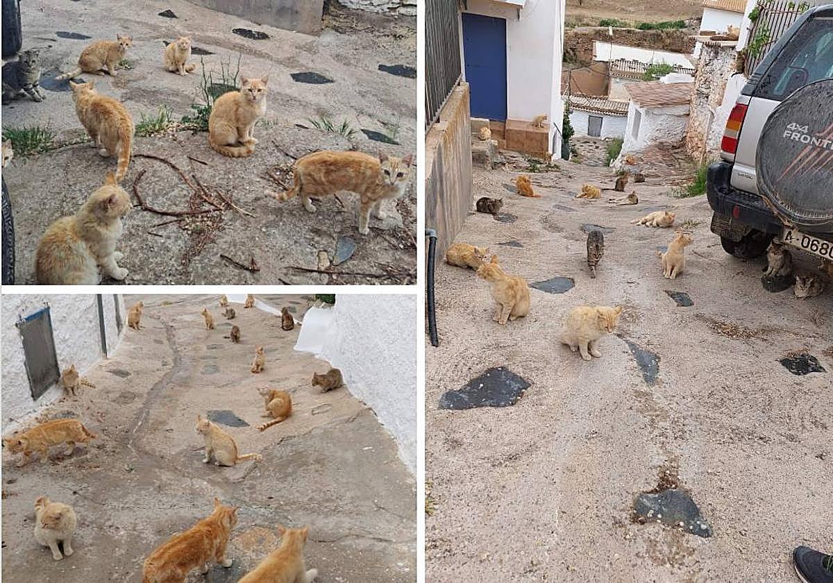Gatos en la Rambla del Agua, aldea de Granada.