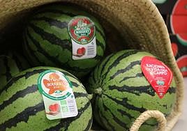 Anecoop arranca la campaña de sandía con el reto de volver a la cuota de exportación de hace 2 años