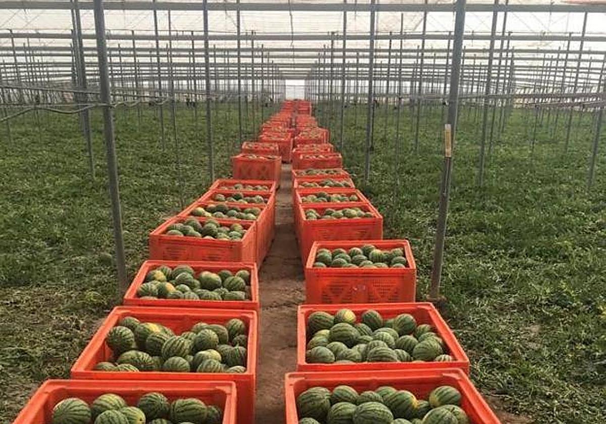 COAG Almería denuncia una caída histórica del precio de la sandía, por debajo de costes