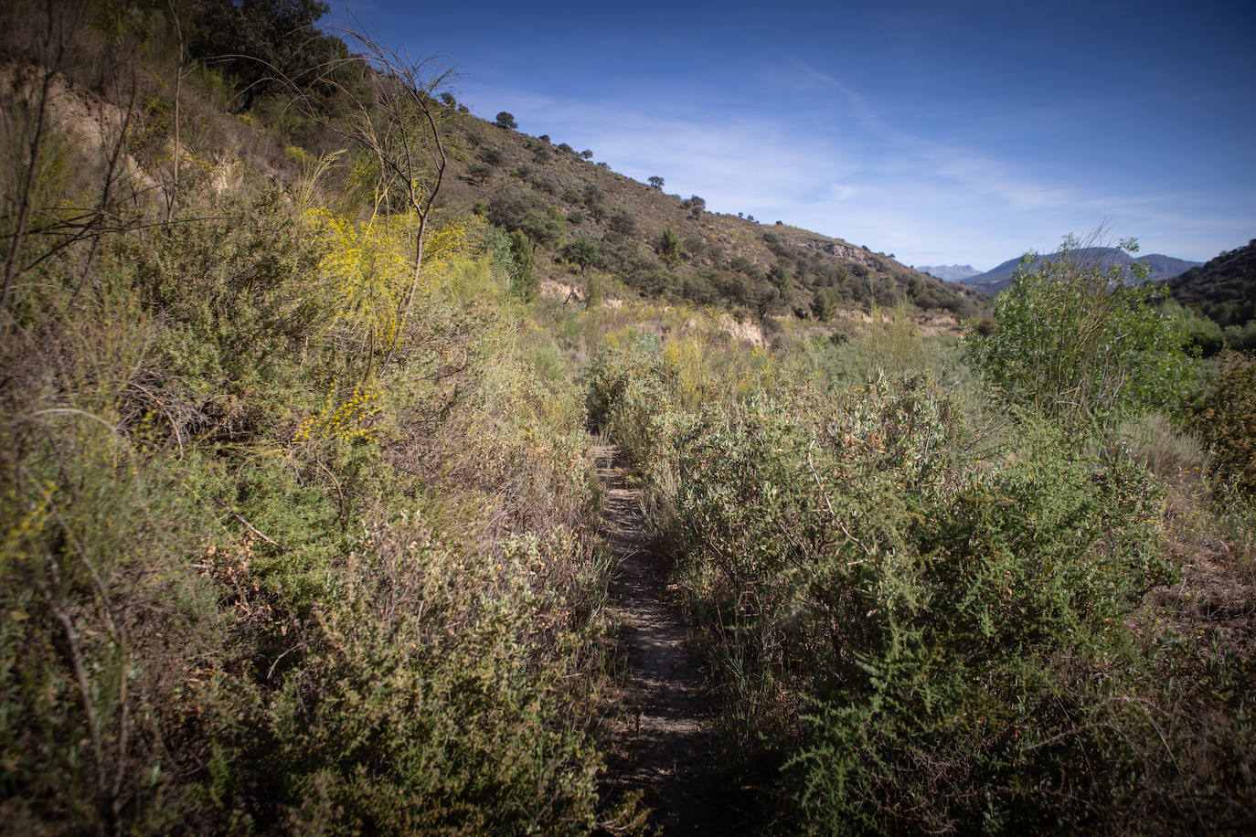 Camino Romano cubierto de broza.