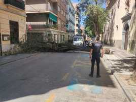 Árbol caído este martes en la Calle Málaga