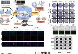 Imágenes de la investigación para mejorar el efecto de un fármaco contra el cáncer de páncreas.
