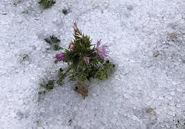 Granizo en la Sierra de Segura este jueves.