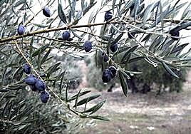 Inquietud por el futuro del campo los próximos meses.