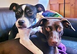 Paloma y Mora cuando estaban a cargo de Juan.