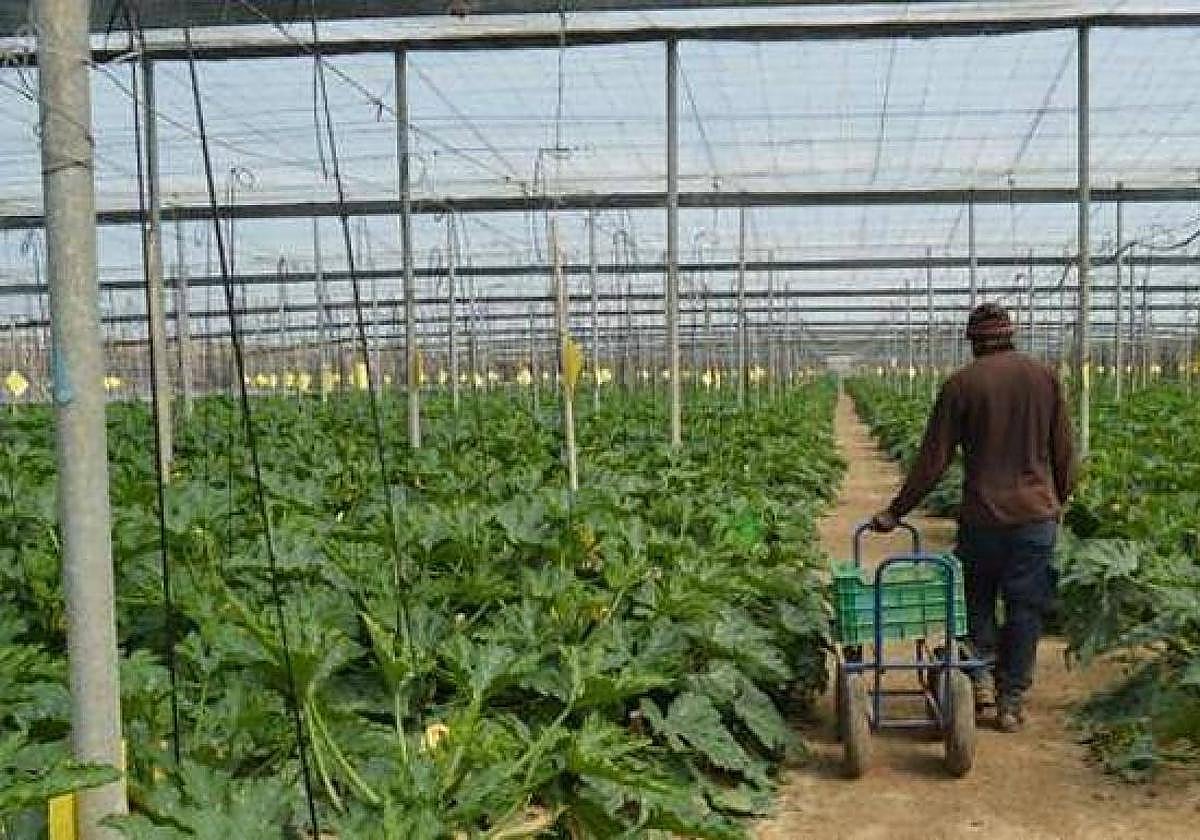 La Junta lanza la nueva convocatoria de ayudas a la contratación de seguros agrarios