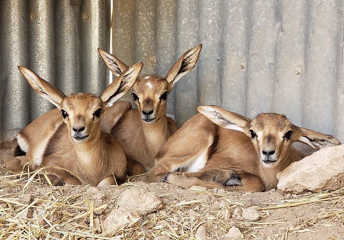 Nacen trillizos de gacela de Cuvier en la Estación Experimental de Zonas Áridas