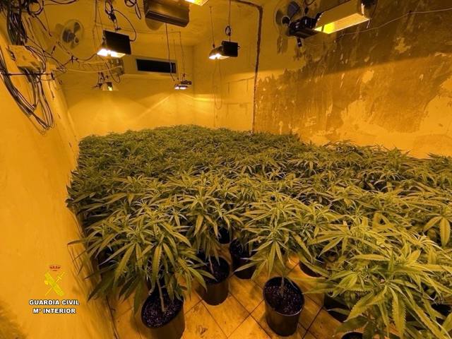 Detienen a dos personas e investiga a otra por cultivo de marihuana y defraudación de fluido eléctrico en Abla