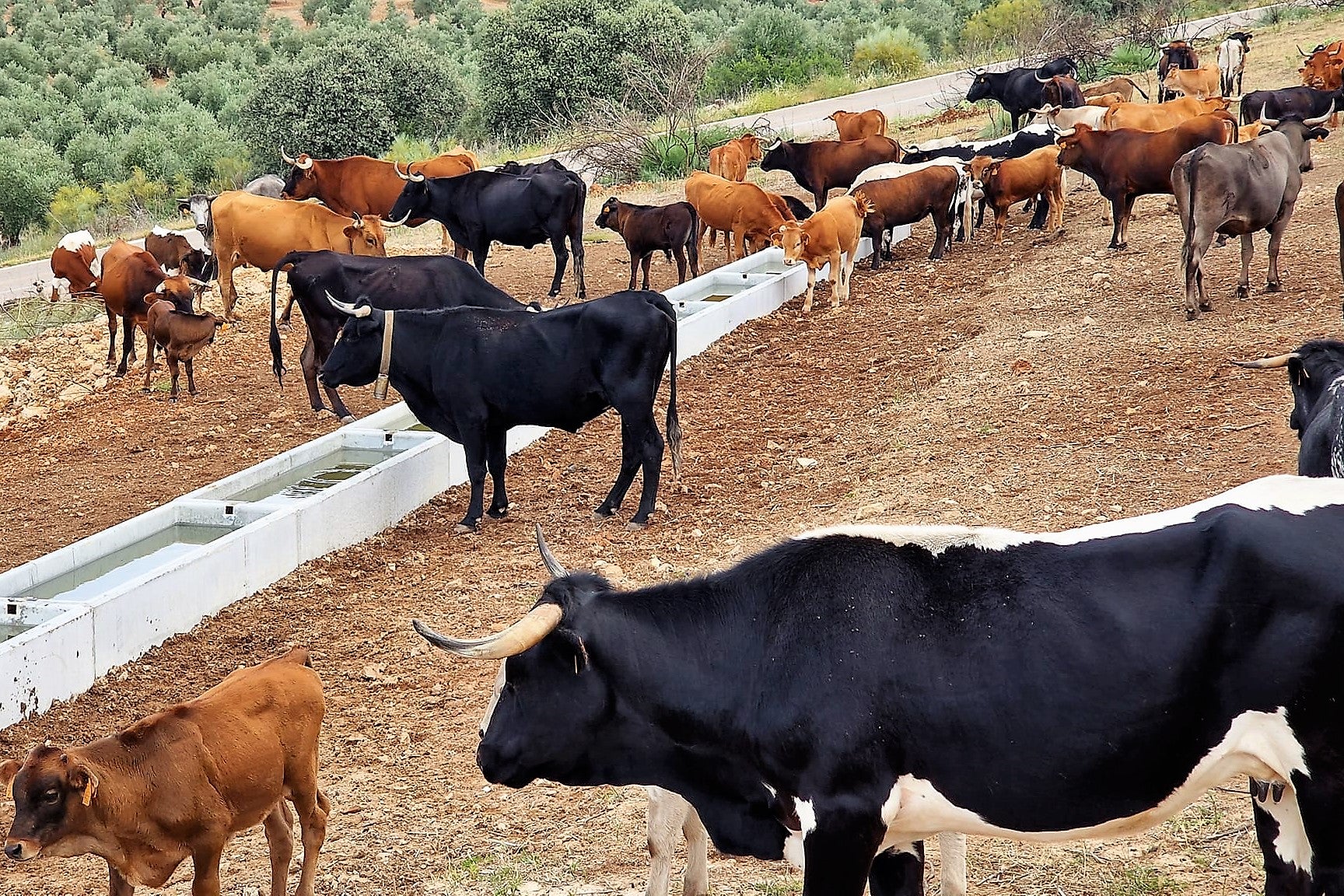 Navas de San Juan asiste al espectáculo de la trashumancia