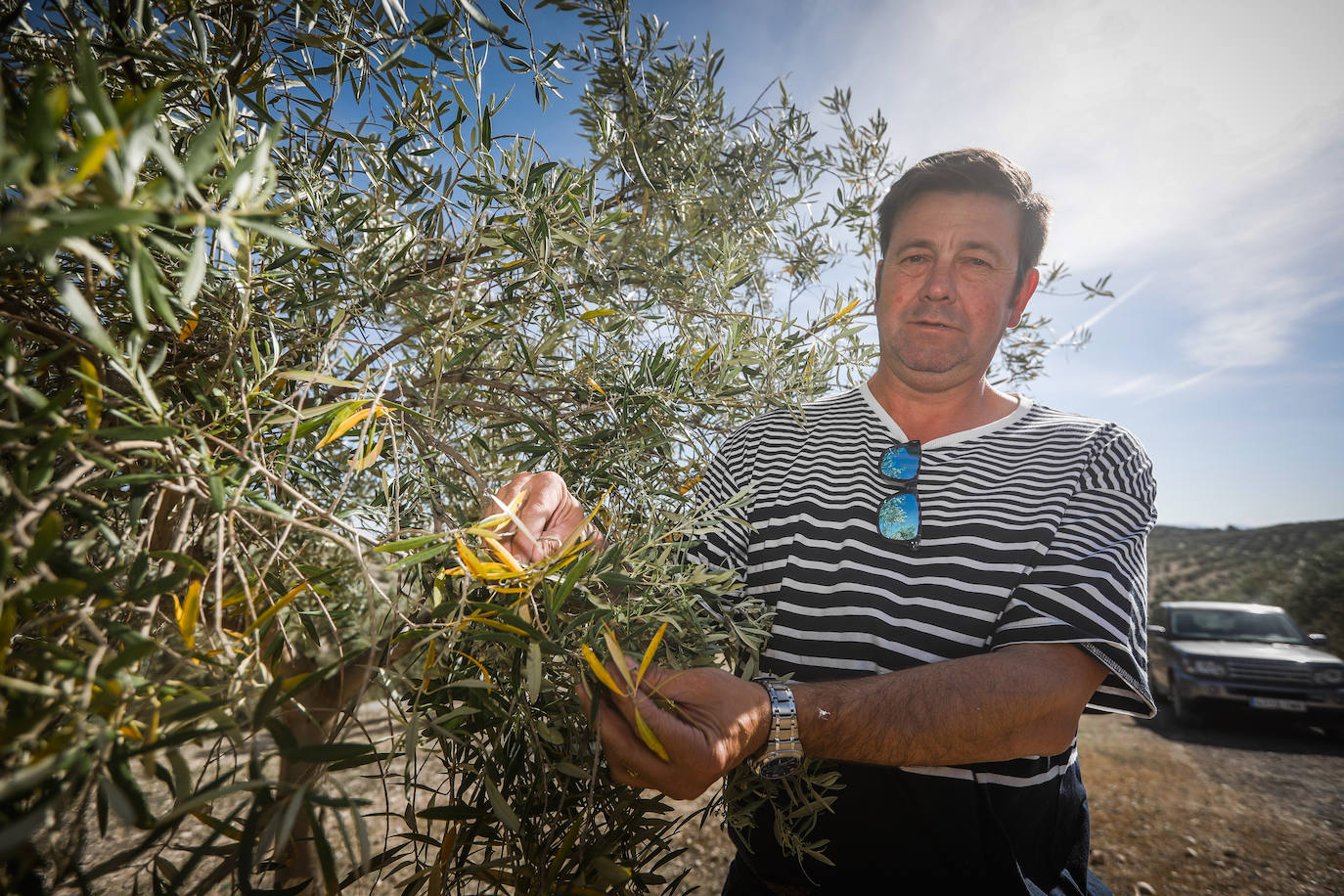 El presidente de la cooperativa de aceite San Rogelio de Íllora, Cristóbal García, muestra los daños del olivar en una finca.