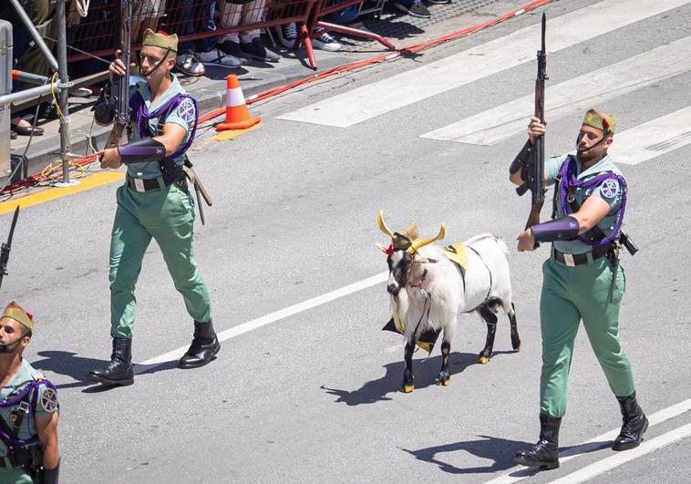 La cabra de la Legión desfilando por Granada.