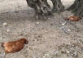 Dos de los cuerpos de las gallinas encontrados junto a un olivo.