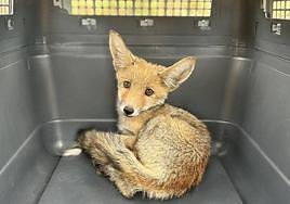 Zorro capturado en Almería.