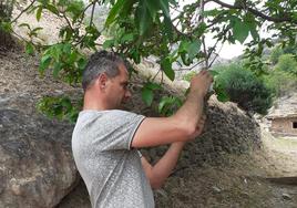 Lanjarón combate la avispilla del castaño