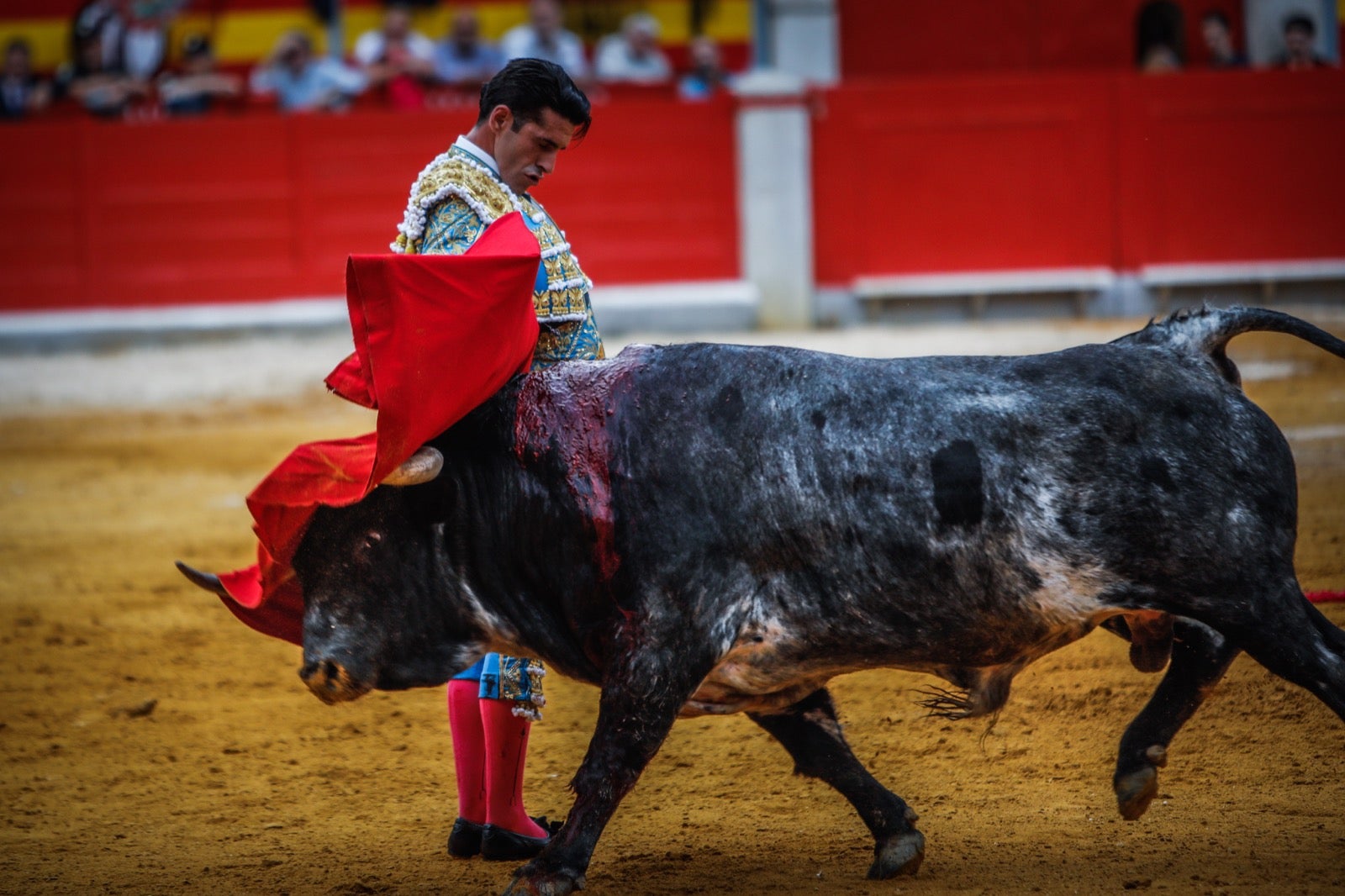 La corrida del Corpus, en imágenes