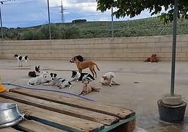 Un grupo de perros acogidos en el albergue de la Protectora de Animales Arconatura.