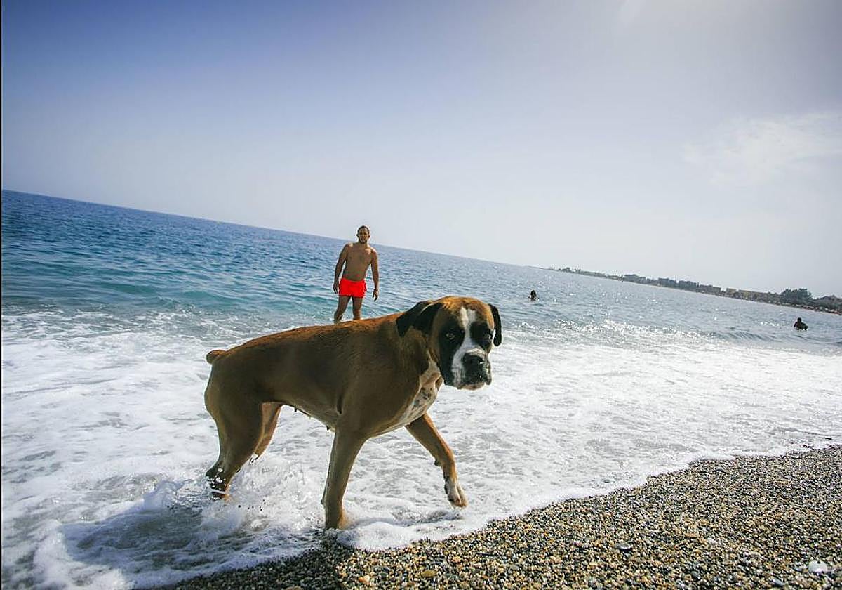 Ecologistas en Acción advierte de los efectos negativos de algunas playas caninas