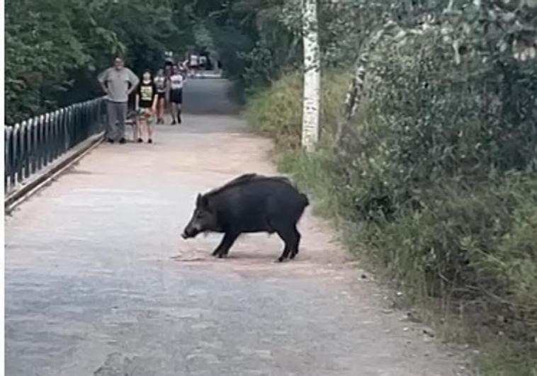 El jabalí, en mitad del camino en la ruta del colesterol