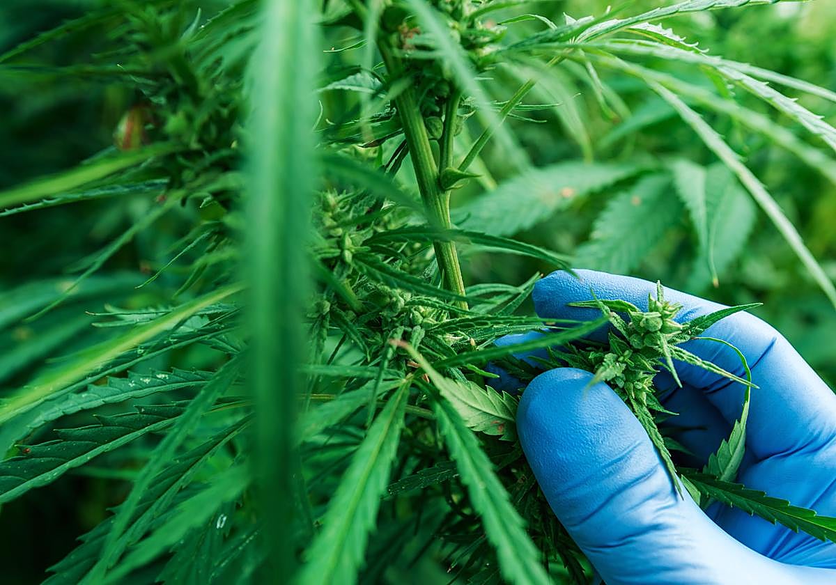 Estancos y hasta peluquerías venden un componente de la marihuana en Granada