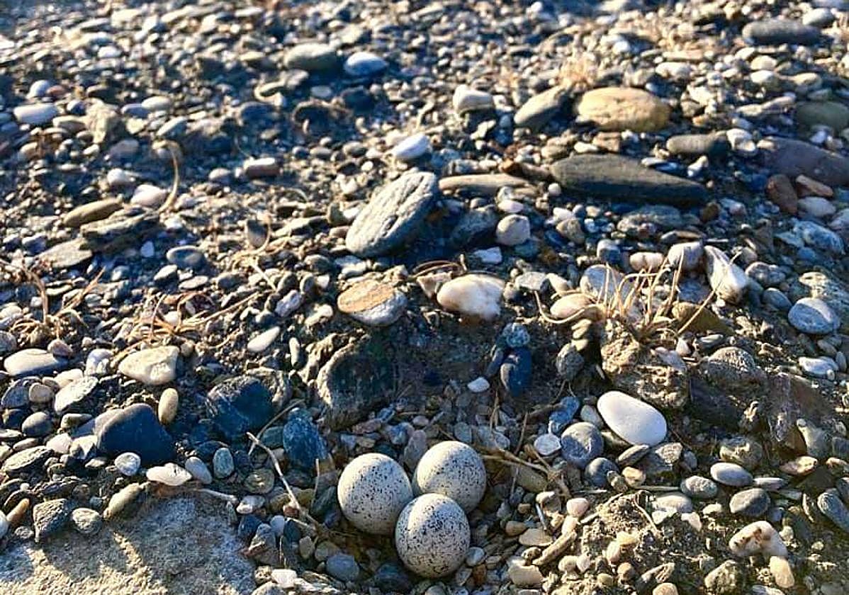 Cortan una zona de Playa de Poniente por la presencia de nidos de un ave protegida