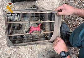 Aves rescatadas por los agentes.