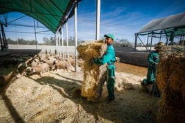 Corderos en las instalaciones de Cebacor en Baza, el mayor cebadero de Andalucía.