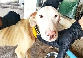 Perro de caza retirado de un rehalero de Granada.