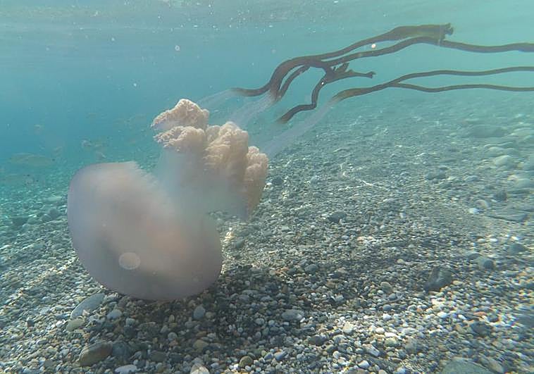 Un ejemplar de Rhizostoma Luteum.