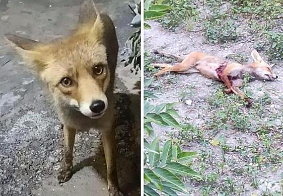 A la izquierda, el zorro adoptado por los vecinos. A la derecha, muerto tras el disparo