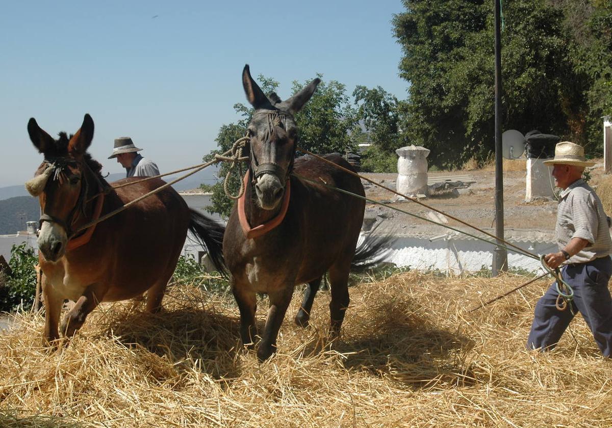 Ugíjar celebrará durante tres días la Fiesta de la Parva en las Eras del Cerro