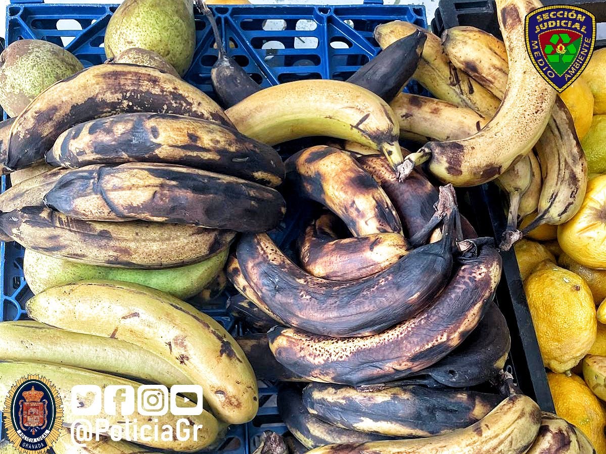 Las imágenes de la carnicería clausurada en Granada con carne podrida