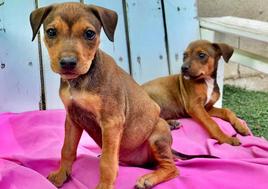 Perros arrojados desde un vehículo en Churriana.