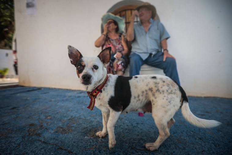 Luna, la perrilla de Miguel, con su collar con los colores de la bandera de España, en Lújar.