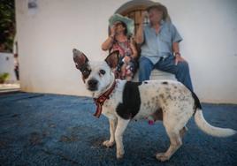 Luna, la perrilla de Miguel, con su collar con los colores de la bandera de España, en Lújar.