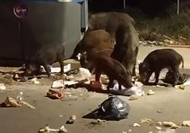Una familia de jabalíes se dan un festín con un contenedor de basura.