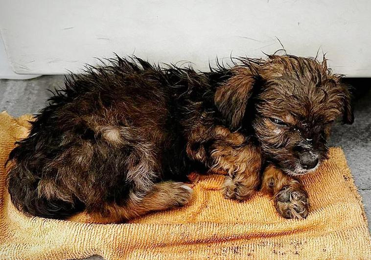 Cachorra maltratada en Granada.