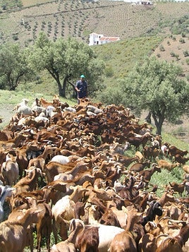 Casi la totalidad del ganado que se utiliza para el programa son ovejas y cabras.