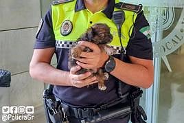 Enrique, mascota que fue rescatada tras sufrir maltrato, ya tiene familia.