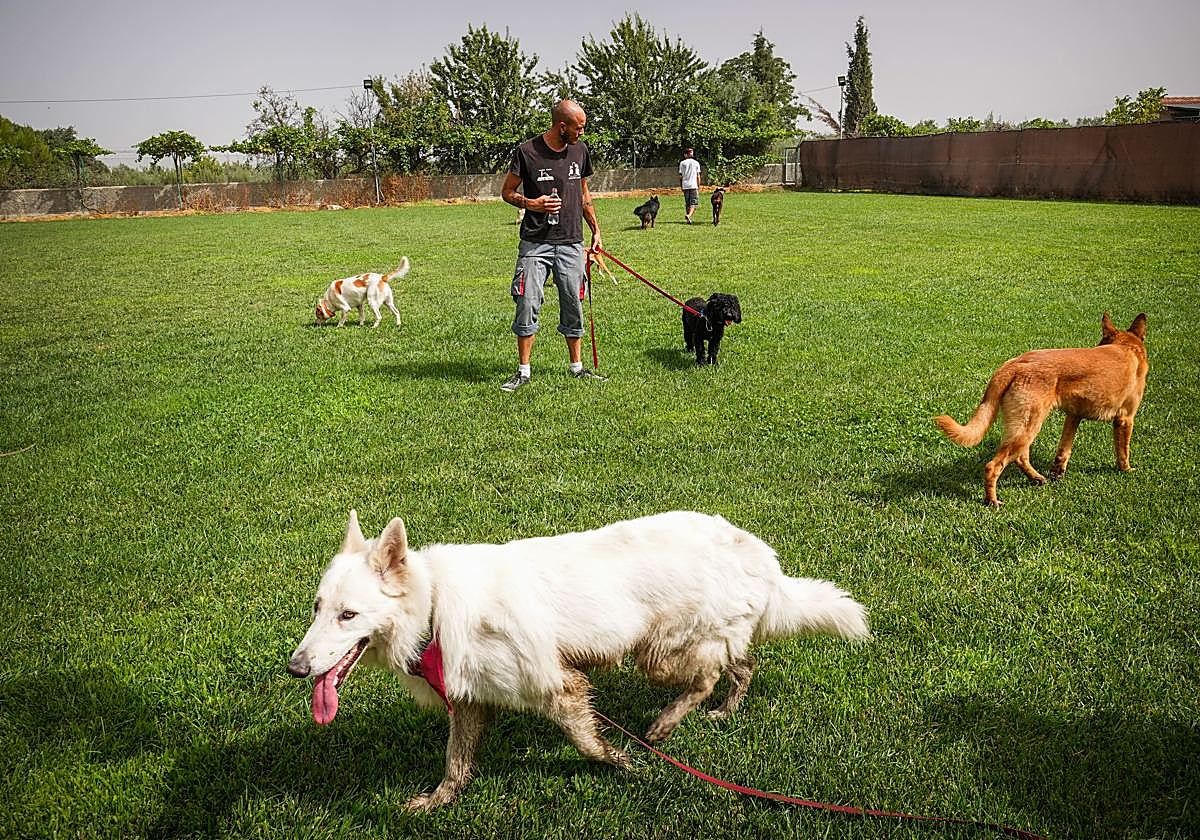 Así es el seguro obligatorio para mascotas que entrará en vigor en septiembre.
