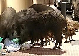 Cazan una decena de jabalíes en el entorno urbano de Cabo de Gata