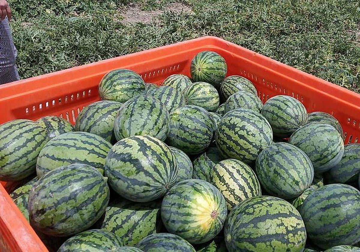 alerta-sandias-pesticida