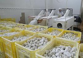 Empleadas de Doña Jimena en plena labor de fabricación de mantecados