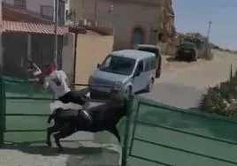Uno de los toros rompe una valla y escapa.