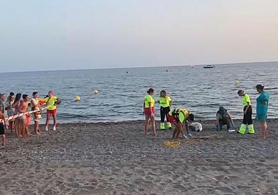 Hallazgo de delfín muerto en Playa Granada.