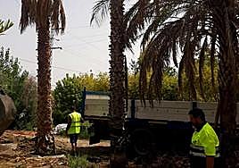 Trabajos previos de traslado de palmeras.