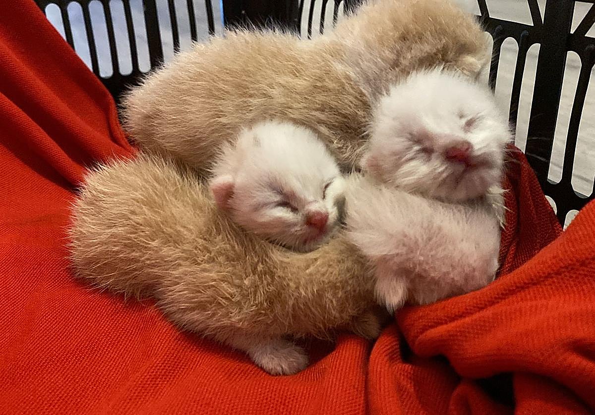 Los gatos encontrados en un contenedor en Playa Granada