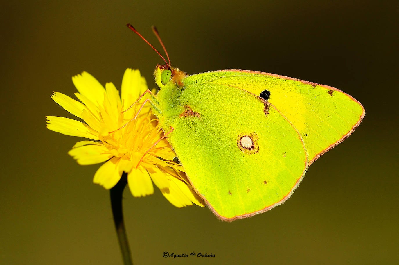 Imagen principal - Colias crocea,Euchloe bazae y Lesiommata megera. 