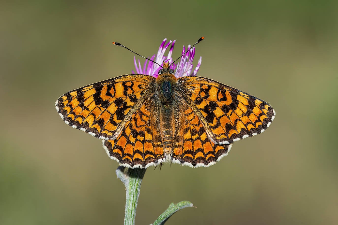 Melitaea phoebe.