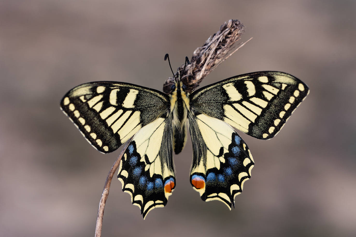 Papilio machaon.