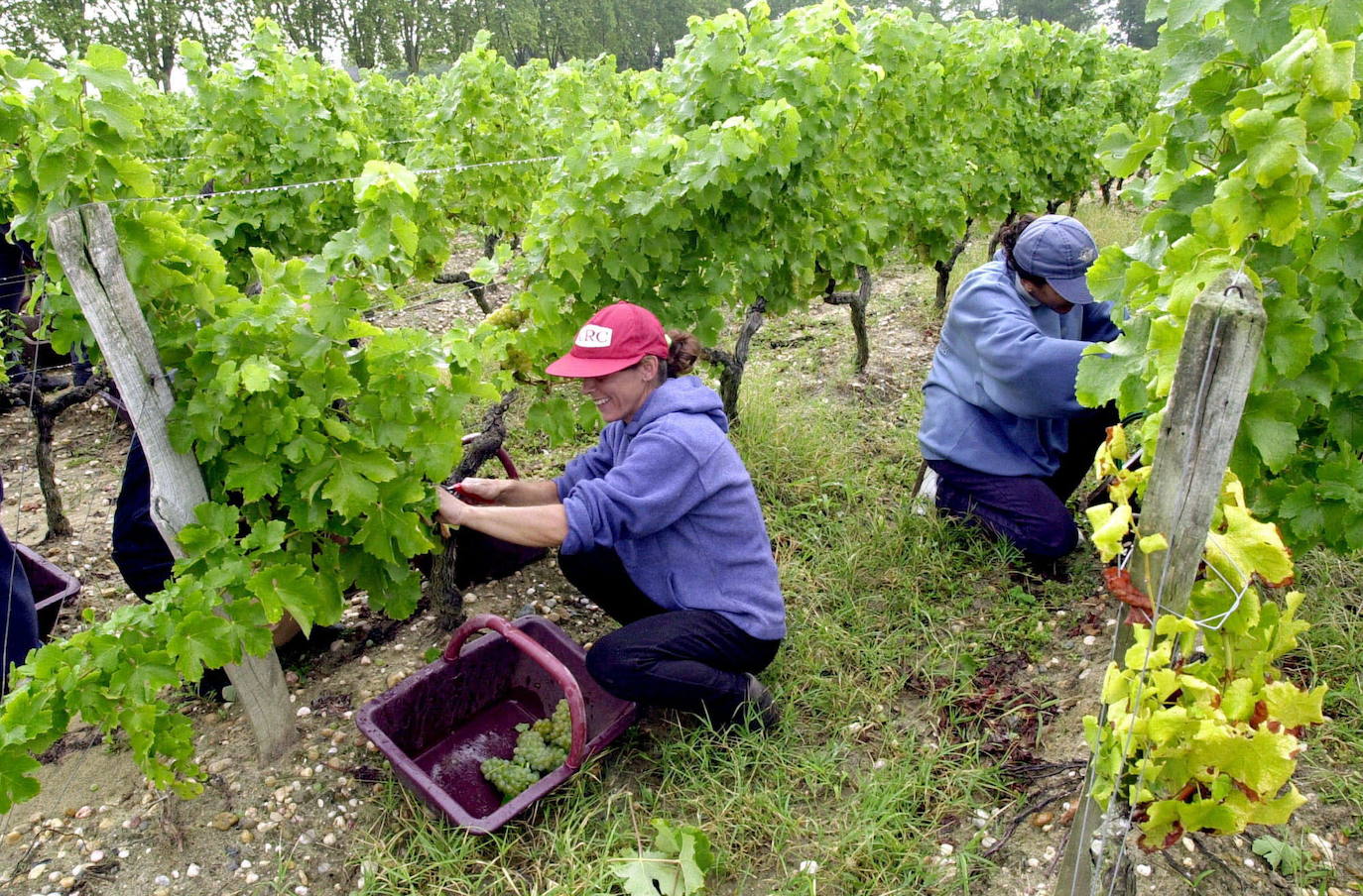 Trabajadores españoles en la vendimia de Francia en una campaña anterior.